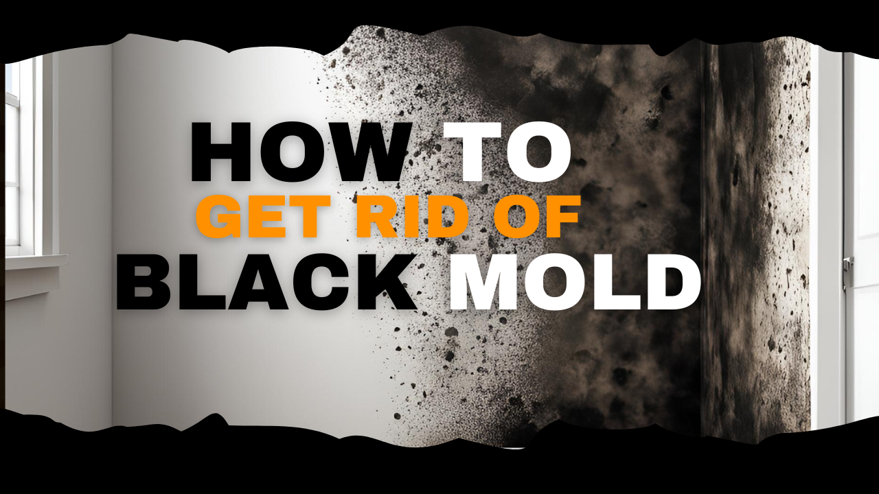 How to Get Rid of Black Mold | Mold Removal And Remediation | AMPM ...