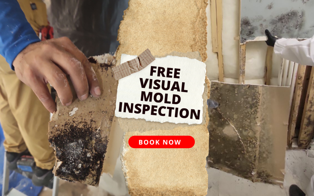 Free Mold Damage Inspection