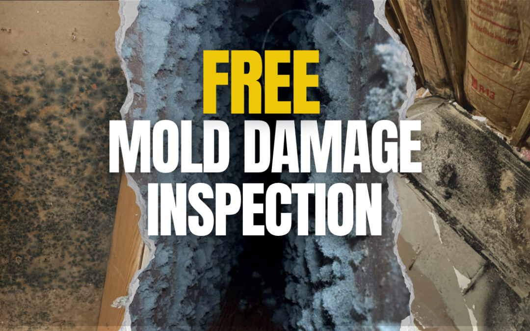 Free Mold Inspection at No Cost