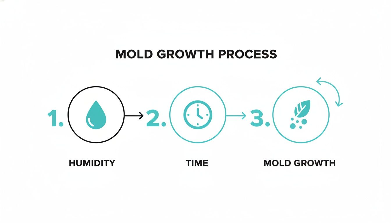Infographic showing the three-step mold growth process: humidity, time, and mold development.