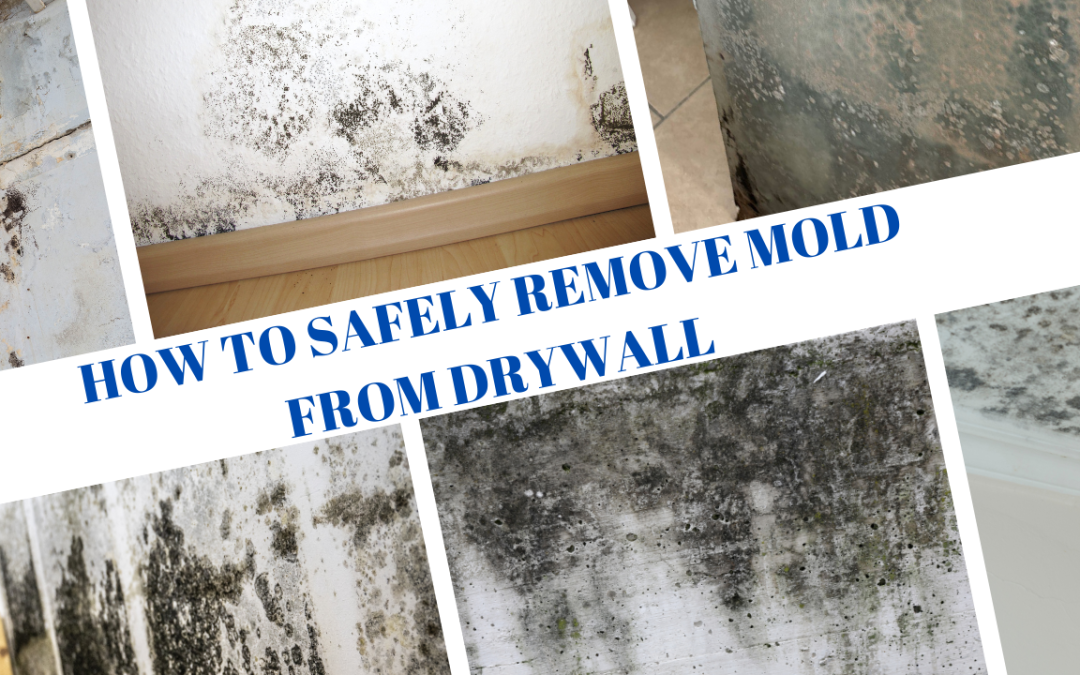 How to Safely Remove Mold from Drywall in Florida