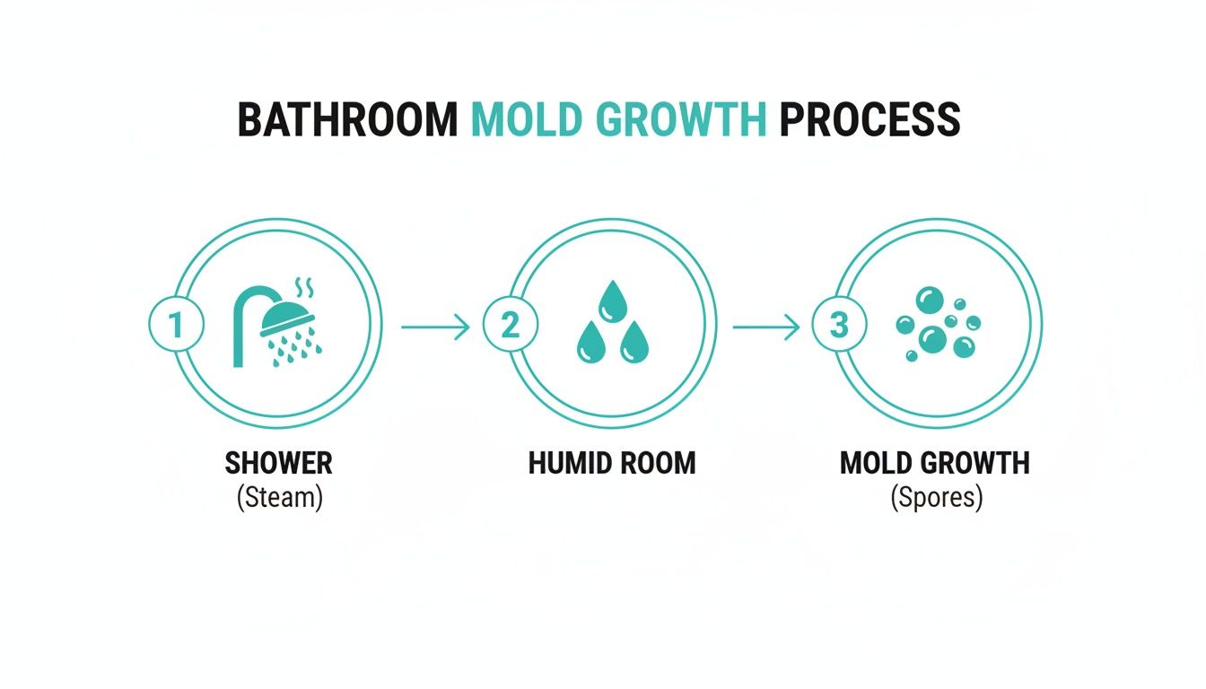 An infographic detailing the three-step process of bathroom mold growth: shower steam, humid room, and mold spores.