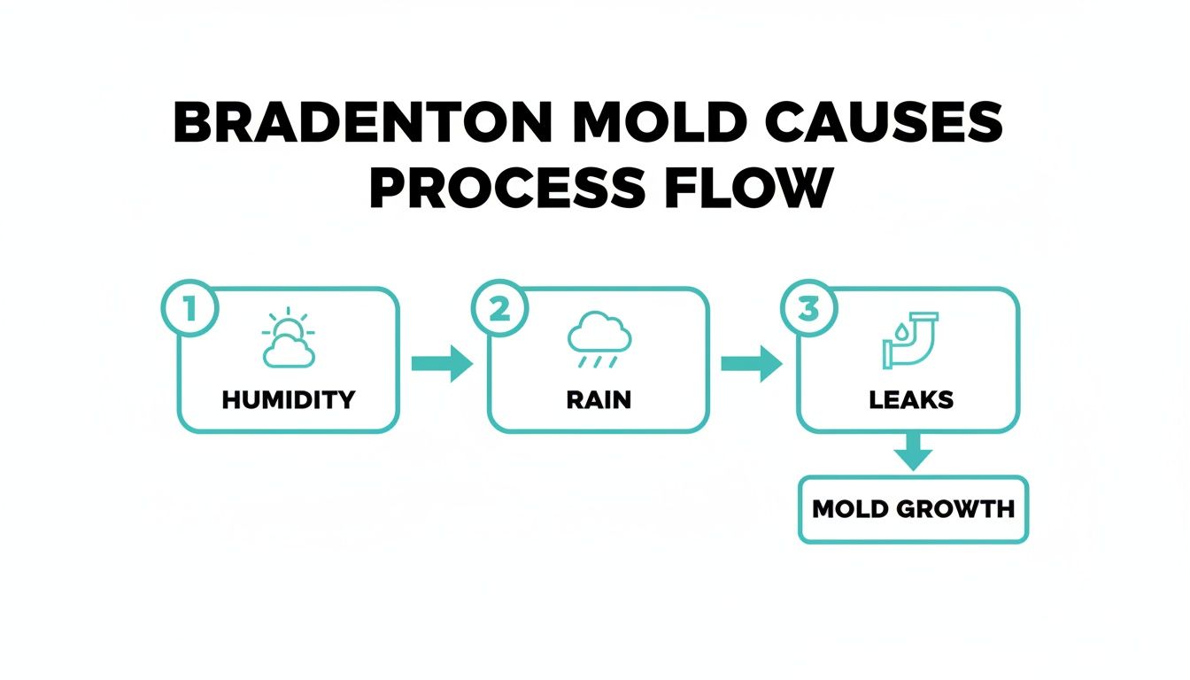 A process flow diagram illustrating how humidity, rain, and leaks contribute to mold growth in Bradenton.