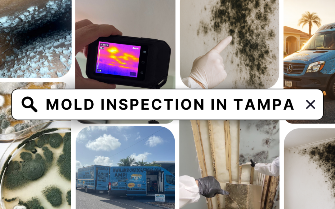 Mold Inspection Tampa In Florida