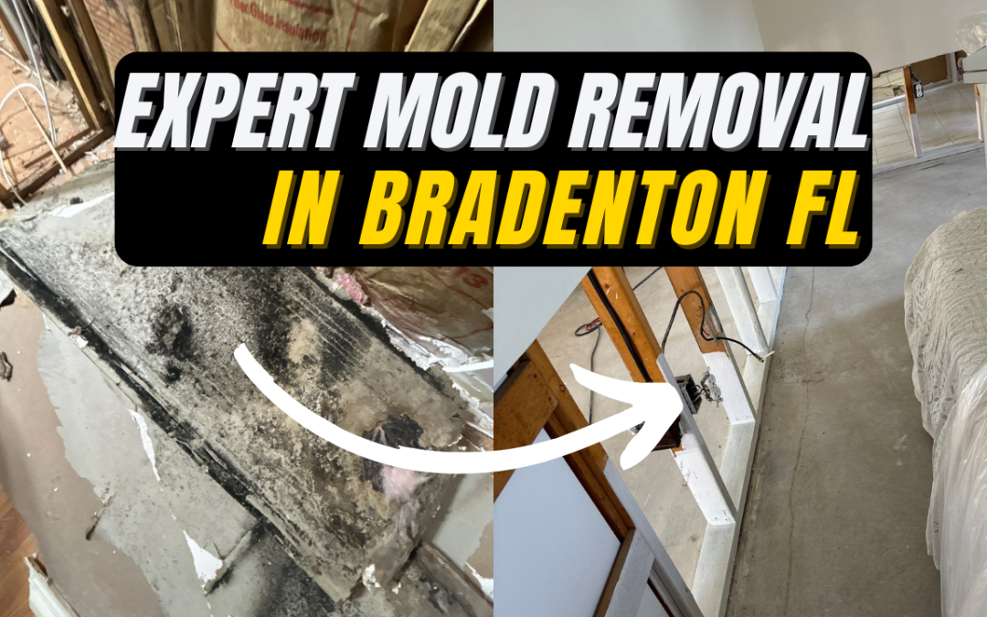Expert Mold Removal In Bradenton FL