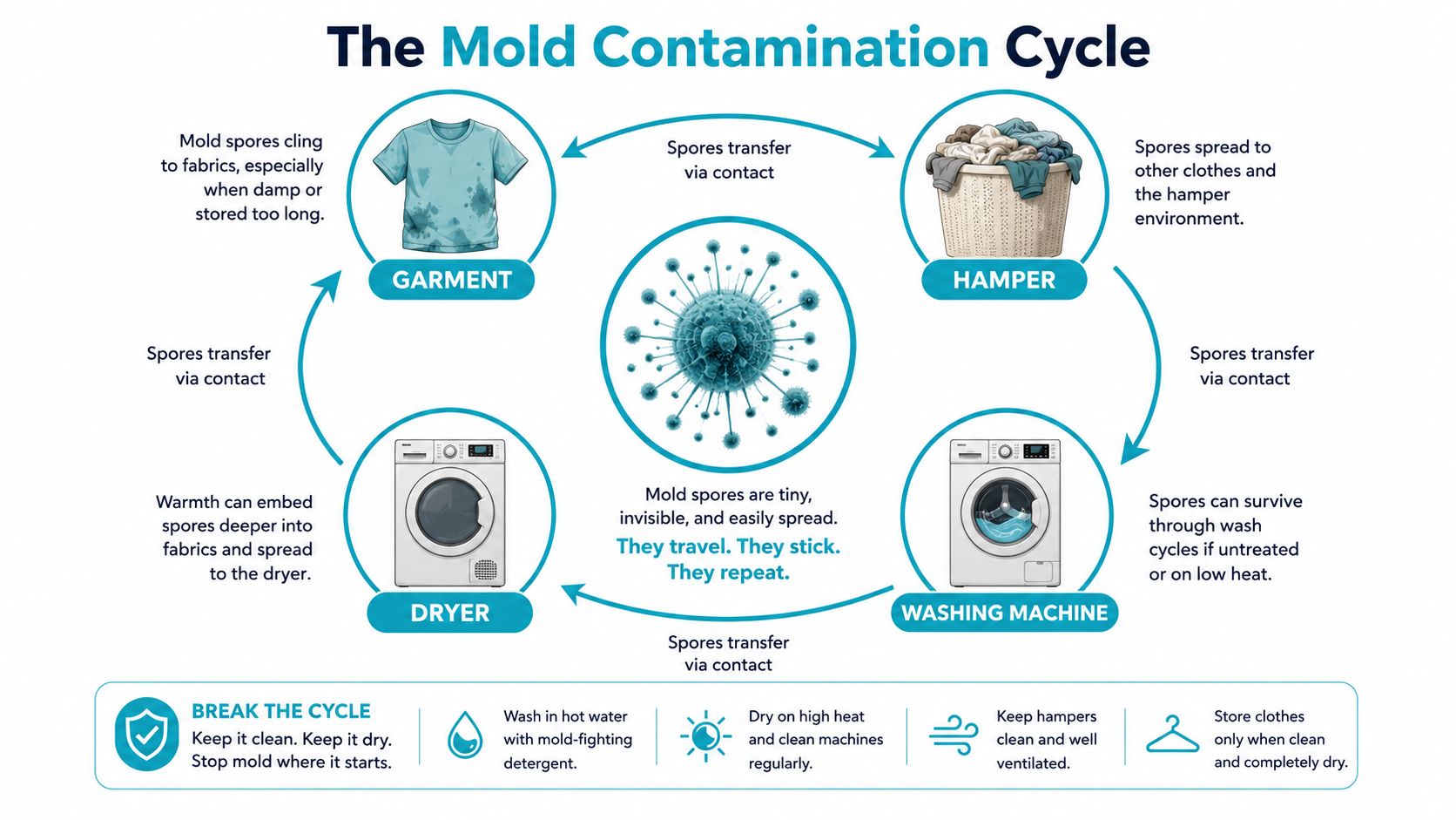 An infographic illustrating the mold contamination cycle process involving garments, hampers, washing machines, and dryers.