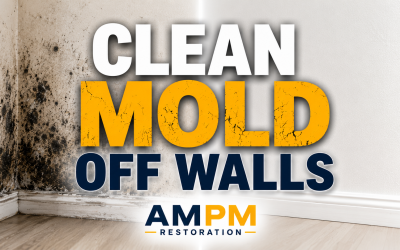 Expert Tip: How to Clean Mold Off Walls