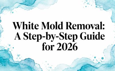 White Mold Removal: A Step-by-Step Guide for 2026