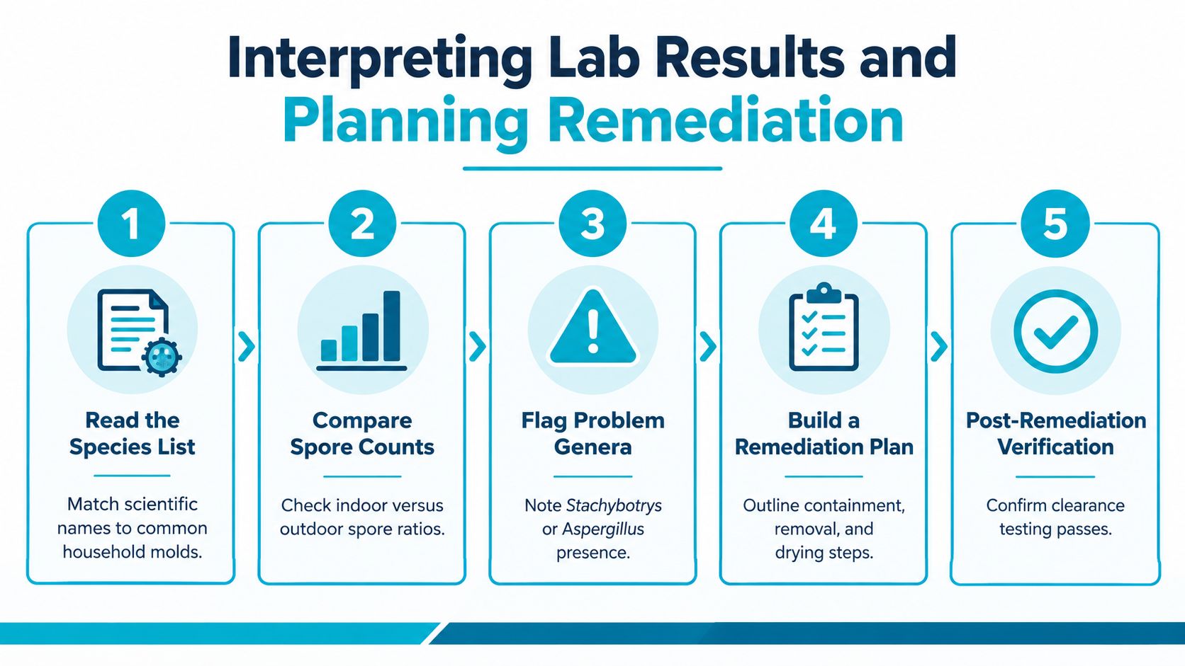 A five-step infographic explaining how to interpret laboratory test results and plan professional mold remediation services.